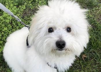 Słodki Coton de Tulear Reproduktor