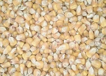 Kukurydza cała mielona