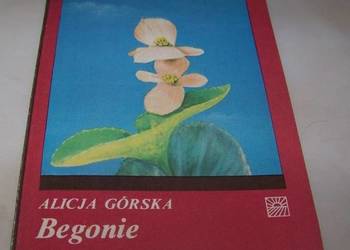 Begonie - Górska  / js