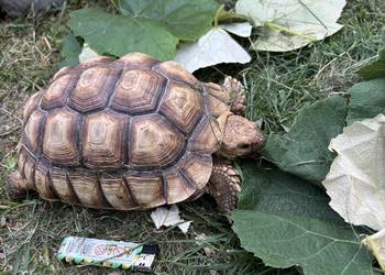 Zółw pustynny żółw lądowy centrochelys sulcata
