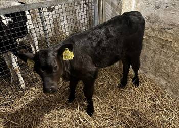 Sprzedam jałoszkę LM