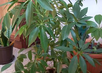 Szeflera  ciekawa okazała roślina