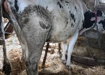 Sprzedam krowę na ocieleniu