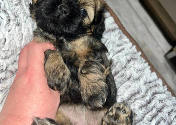 Cudowne maluchy shih-tzu