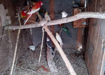 Rozelle bialolice standard i rubino