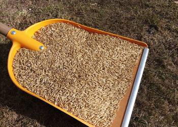 Owies Bingo, odwiany, czysty