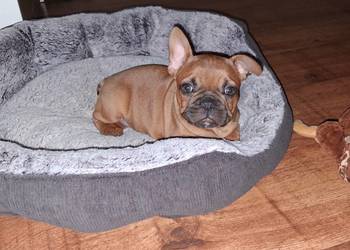 Sunia buldog francuski