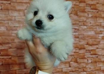 szpic mały do rezerwacji