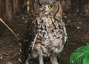 Sowa Puchacz Afrykański - Bubo Africanus - MŁODE 2025 !