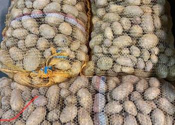 Sprzedam ziemniaki paszowe, odsort od sortowania 2000kg