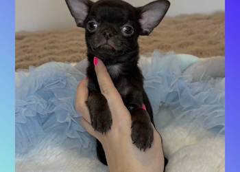 Chihuahua krótkowłosy czekoladowy piękny badania DNA , rodowód