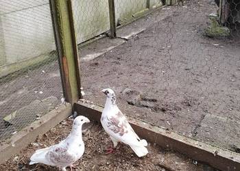 Rzeszowskie zamienię lub sprzedam