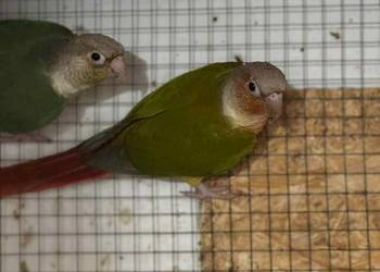 Rudosterka zielonolica