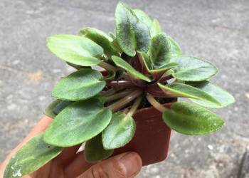 Fiołek Saintpaulia Dangerous nr 4 miniatura