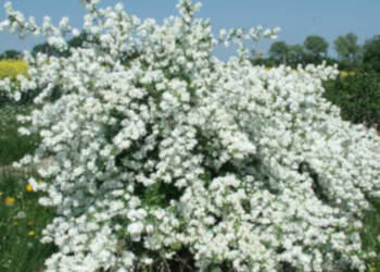 OBIELA WIELKOKWIATOWA Exochorda racemosa NASIONA 150 sztuk - 10g.