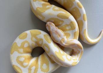 Pyton królewski albino