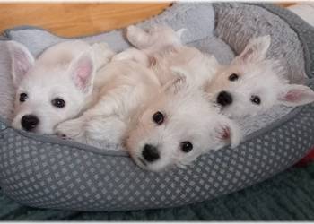 ZKwP FCI West Highland White Terrier | westie 2025