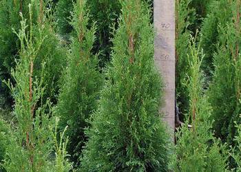 Tuja Smaragd  100-110 cm Kraków Szmaragd juta