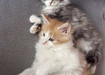Kocur/Kotka Maine Coon