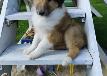 Owczarek Szkocki Collie