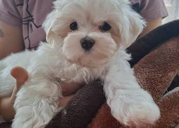 Suczka Maltańczyk z rodowodem FCI