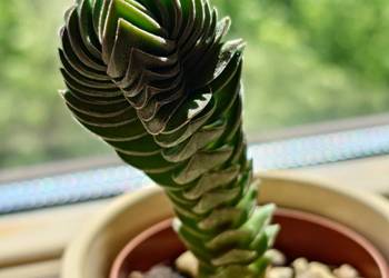 Sukulent grubosz Crassula Buddha’s Temple ceramiczna osłonka dekoracja