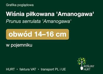 Wiśnia piłkowana 'Amanogawa' obwód 14-16 cm, w pojemniku – HURT