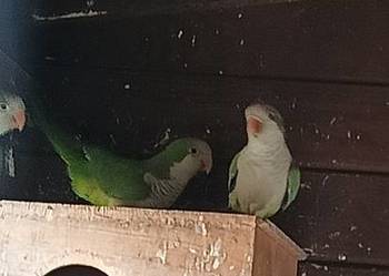 Sprzedam papugi mnichy nizinne