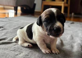 Piesek Jack Russell Terrier
