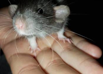 Szczurki dumbo