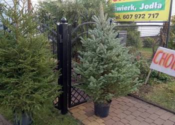 Choinki Świąteczne z własnej plantacji