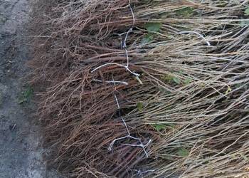 Porzeczka czarna czerwona