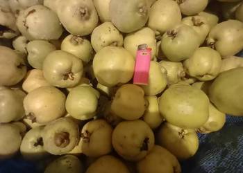 Sprzedam pigwę Sprzedam pigwę