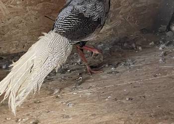 Sprzedam samice bażanta złotego