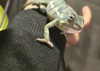 Kameleon lamparci mlode