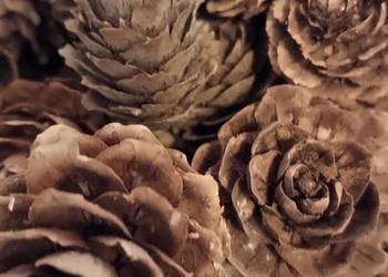 Szyszki sosnowe modrzewiowe swierkowe