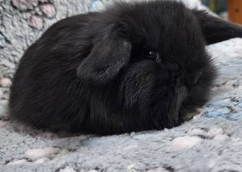 Króliczek Baranek Mini Lop samiczka.