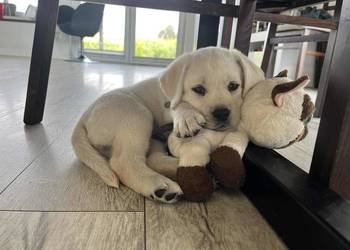 Labrador retriever ZKwP/FCI- suczka wolna od chorób genetycznych
