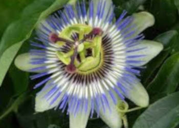 MĘCZENNICA JADALNA Passiflora edulis NASIONA 100g