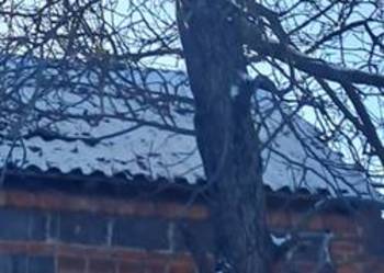 Drzewo orzech włoski na pniu