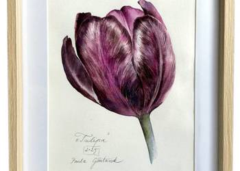 Akwarela tulipan w ramce kwiat natura