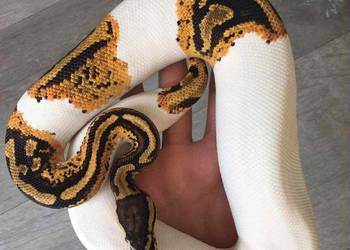 Pytony  królewski  .