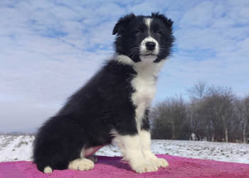 Suczka Border Collie z pełną dok. Rasowa z Hodowli