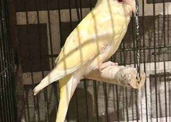 świergotka seledynowa albino