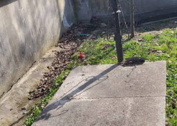Grób , Lipowa