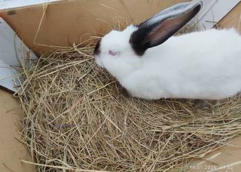 Samiec kalifornijski gotowy do krycia