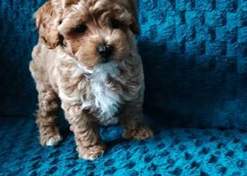 Suczka Maltipoo