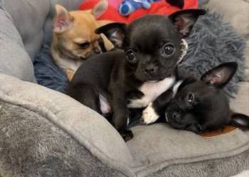Śliczna mini chihuahua Kretka