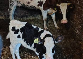 Sprzedam krowę z cielakim