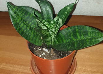 Sansewieria, sansa niska